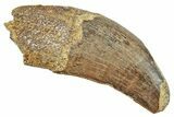 Serrated, Tyrannosaur (Nanotyrannus?) Tooth - Partial Root! #245874-1